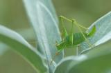 .Leptophyes-punctattissima-Punktierte-Zartschrecke-Garten-Aug-PS.jpg