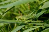 .Tettigonia-cantans-Zwitscherschrecke-Anhauser-Tal-10.08-PS.jpg