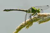 .Gruene-Flussjungfer-37__Ophiogomphus-cecilia_,-Maennchen-PS.jpg