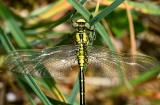 Westliche-Keiljungfer-_Gomphus-pulchellus_-Lechauen-PS.jpg