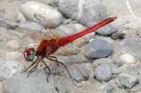 .Fruehe-Heidelibelle-09__Sympetrum-fonscolombii_,-Maennchen-PS.jpg