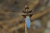 Libellula_depressa_Plattbauch_._m._Gartenteich._Augsburg.JPG