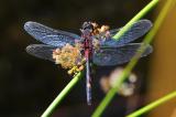 Kleine-Moosjungfer-Leucorrhinia-dubia-Pfaffenwinkel-PS.jpg