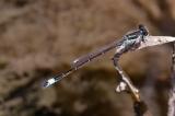 Spanische-Pechlibelle_33A9122-PS.jpg