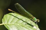Westliche-Prachtlibelle_D8A1109-PS.jpg