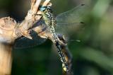 .Tuerkische-Flussjungfer_DSC_0635_PS.jpg