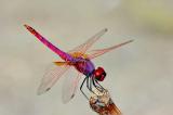 .Trithemis-annulata1-PS.jpg