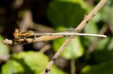 Weisse-Federlibelle_D8A7105-PS.jpg
