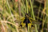 .Langfuehleriger-Schmetterlingshaft-_Libelloides-longicornis_-m-2014_06_19-Retz-IMG_7637.jpg