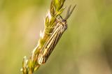 .Spiris-striata-2014_06_10-Neresheim-Terrassen-IMG_6505-PS.jpg