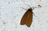 Atolmis-rubricollis-LF-Augsburg-20130706.jpg