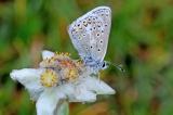 .Polyommatus-eros-(auf-Edelweiss)-Lechtaler-Alpen-PS-4.jpg