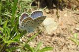 DSCN6042_Kleiner_Tragant_Blaeuling-PS.jpg