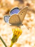 Glaucopsyche-melanops2-PS.jpg