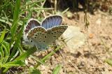 DSCN6043_Kleiner-Tragant-Blaeuling.jpg