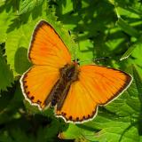 129607494Dukaten-FeuerfalterLycaena_virgaureaeM2025-07-29-ValdiVizze__comuni___Italien_-PS.jpg