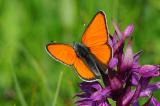 .Dukatenfalter-Lycaena-virgaureae-M-Lechtaler-Alpen-1400m-_5_-PS.jpg