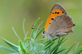 .Kleiner-Feuerfalter-Lycaena-phlaeas-Ries-_1_-PS.jpg