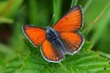 5-Lycaena-hippothoe-Lilagold-Feuerfalter.jpg