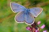 .Rotklee-Blaeuling-(Polyommatus-semiargus)-M-15.06-PS.jpg