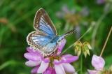 Polyommatus-daphnis-F-Moernsheim-20090713-PS.jpg