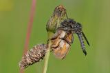 .Gemeine-Raubfliege-Tolmerus-atricapillus-mit-Beute--Weissbindiges-Wiesenvoegelchen-Coenonympha-arcania-u-PS-.jpg