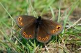 Erebia-medusa-Frueher-Mohrenfalter--mStadtwald-Augsburg-PS.jpg