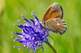 .Grosses-Wiesenvoegelchen-_Coenonympha-tullia_-2019_06_13-Wittislinger-Moor-P6131732-PS.jpg