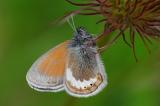 .Alpen-Wiesenvoegelchen-Coenonympha-gardetta-Lechtaler-Alpen-2000m-PS.jpg