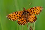 .Boloria-selene-Sumpfwiesen-Perlmutterfalter-m-Ostallgaeu-(1)-PS.jpg