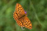 Grosser-Perlmuttfalter-_Argynnis-aglaja_-Lechauen-_1_-PS.jpg