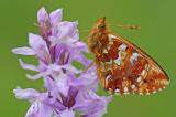 .Boloria-aquilonaris-Hochmoor-Perlmutterfalter-Ostallgaeu-PS.jpg