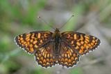 Melitaea-phoebe-Flockenblumen-Scheckenfalter-m--Fraenk-PS.jpg