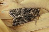 Ampfer-Rindeneule-_Acronicta-rumicis_.jpg