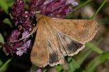 93557840_Baumwoll-Kapseleule_Helicoverpa-armigera_AiC_2023-09-02-PS.jpg