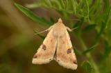 Bilsenkraut-Blteneule-_Heliothis-peltigera_-Lechfeld-PS.jpg