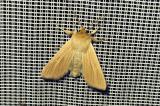Mythimna-pallens-PS.jpg