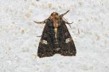 .Melanchra-persicariae--Flohkraut-Eule-LF-Augsburg-20130706.jpg