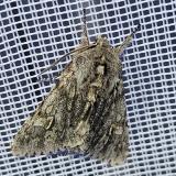 Frühlings-Rauhaareule 145122690Fruehlings-Rauhaareule-PS.jpg