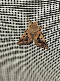 112616520_Gothica-KaetzcheneuleOrthosia-gothica20250327NSGStadtwaldA-PS.jpg