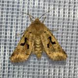 148242943Gothica-KaetzcheneuleOrthosia_gothica2026-04-17NSGKissH-PS.jpg