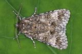 .Grosskopf-Rindeneule-_Acronicta-megacephala_-PS.jpg