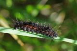 9-Acronicta-menyanthidis-Heidemoor-Rindeneule-PS.jpg