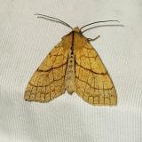 Linden-Gelbeule 135751864Linden-GelbeuleTiliacea_citrago2025-09-20NSGStawaA-PS.jpg