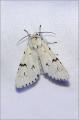 .600_8414-Acronicta-leporina-Pudel.jpg