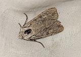 Lithophane_ornitopus-PS.jpg