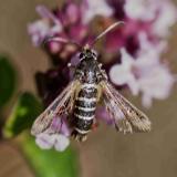 127057511Hornklee-GlasflueglerBembecia_ichneumoniformis2025-07-13AIC.jpg