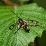118093286Kleiner-Birken-GlasflueglerSynanthedon-culiciformis2025-05-14AIC-PS.jpg