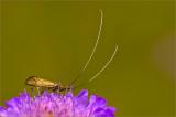 .700_1708-Skabiosen-Langhornmotte-Nemophora-metallica.jpg