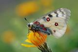 .Parnassius-phoebus-Lechtaler-Alpen-m-PS-2.jpg